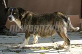 04.10.2013 UJAZD SUKA 56177